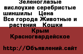 Зеленоглазые вислоухие серебристые шиншилы › Цена ­ 20 000 - Все города Животные и растения » Кошки   . Крым,Красногвардейское